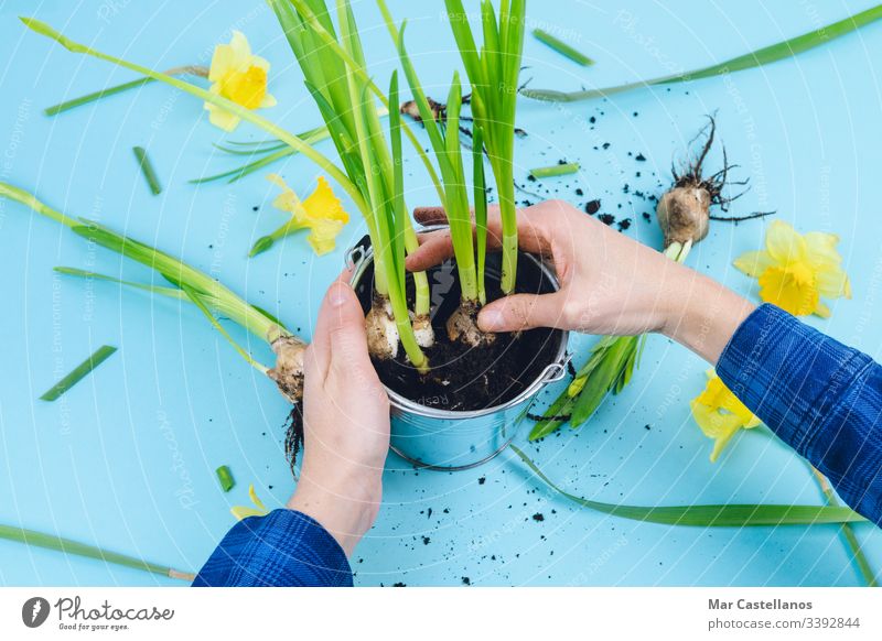 Frauenhände pflanzen Frühlingszwiebeln. Konzept der Gartenarbeit. Hände Glühbirnen Narzissen Erde Blauer Hintergrund Verpflanzung Dekoration & Verzierung