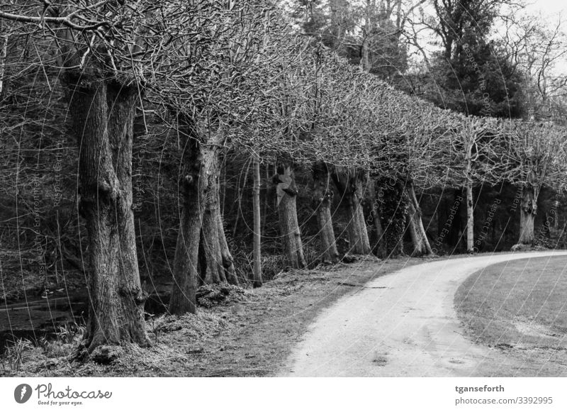 Baumreihe im Winter Schwarzweißfoto Außenaufnahme Landschaft Park kahl kahle Bäume Wege & Pfade Menschenleer Kurve