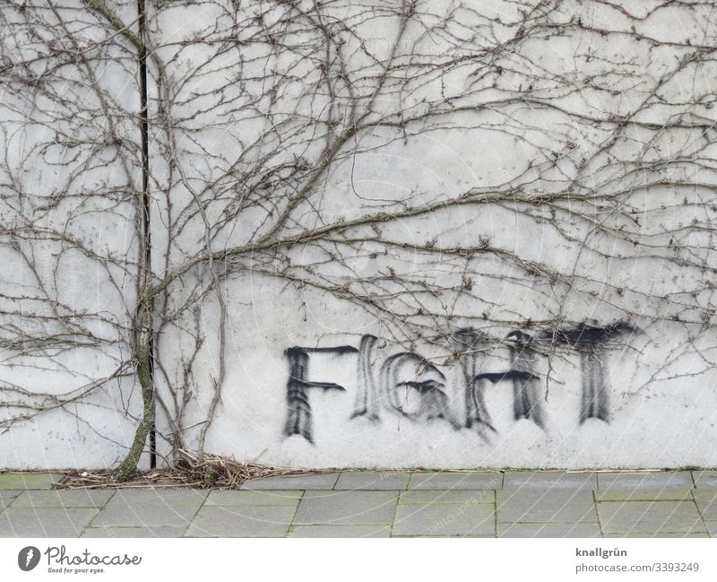 Graffiti an Wand umrahmt von einer vertrockneten Kletterpflanze Schrift kommunizieren Wort Buchstaben Kletterpflanzen Gehwegplatten fight Schriftzeichen