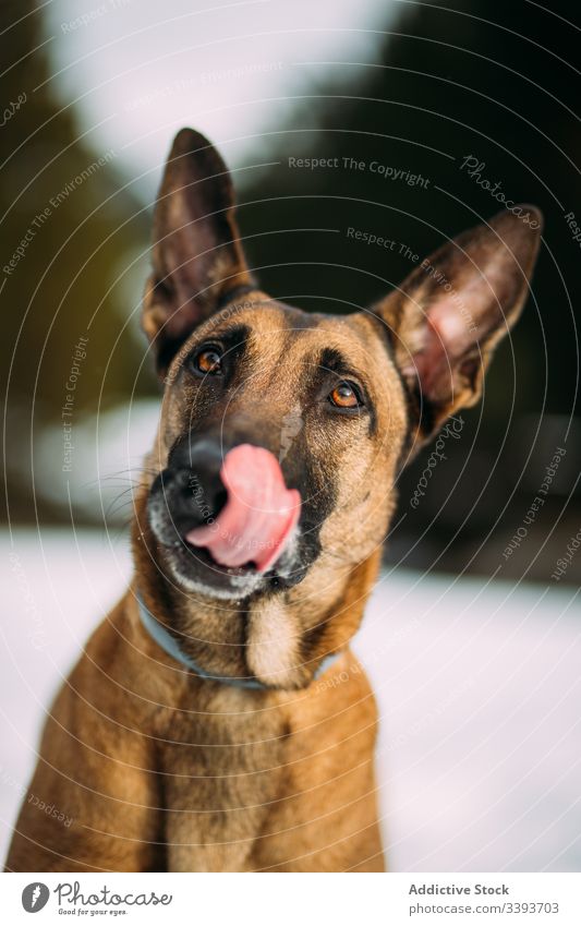 Deutscher Schäferhund mit ausgestreckter Zunge Hund lustig Haustier Tier niedlich züchten Eckzahn heimisch Freund braun Hintergrund Welpe Glück bewachen Spaß