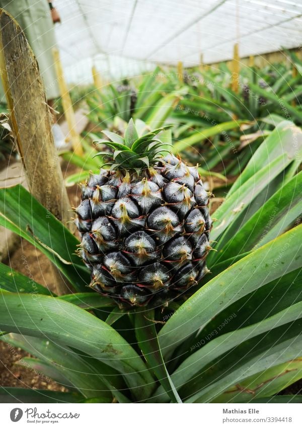 Ananas im Gewächshaus lecker Lebensmittel frisch Frucht Landschaft Natur Pflanze Umwelt Diät Gesundheit Vegetarische Ernährung stachelig süß saftig sauer