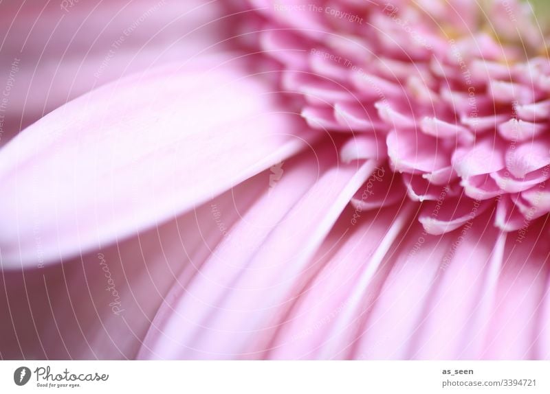 Gerbera Blüte inneres innen Blume Makroaufnahme Nahaufnahme Pflanze Frühling Detailaufnahme Natur Farbfoto Blütenblatt Schwache Tiefenschärfe Menschenleer