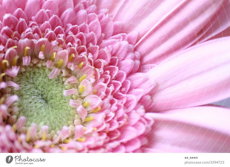 Gerbera Blüte Nabe Blütenstaub inneres innen Zentrum gelb Blume Makroaufnahme Nahaufnahme Pflanze Frühling Detailaufnahme Natur Farbfoto Blütenblatt