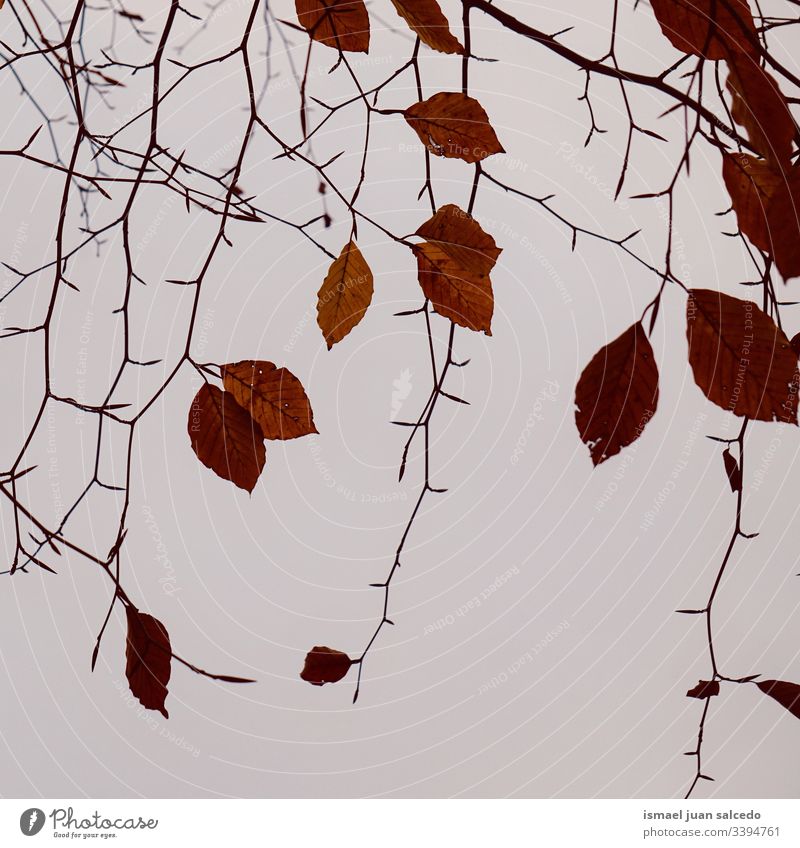 Baumäste und braune Blätter in der Natur in der Wintersaison Niederlassungen Blatt natürlich Laubwerk Saison abstrakt texturiert im Freien Hintergrund Schönheit