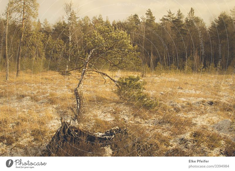 Moorlandschaft im Waldviertel Moorlandschaft" Landschaft Farbfoto Umwelt Sumpf ruhig Natur Bäume Pflanze Menschenleer Österreich Niederösterreich Stille