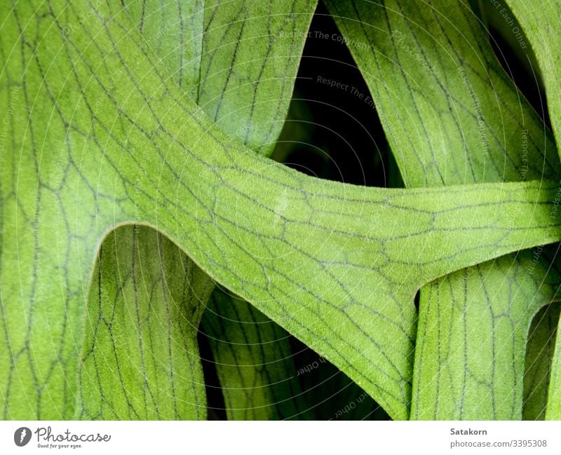 Textur-Detail auf den Blättern des Elchhornfarns , Platycerium coronarium Wurmfarn tropisch Blatt natürlich Pflanze elkhorn Hirschhorn Natur Detailaufnahme