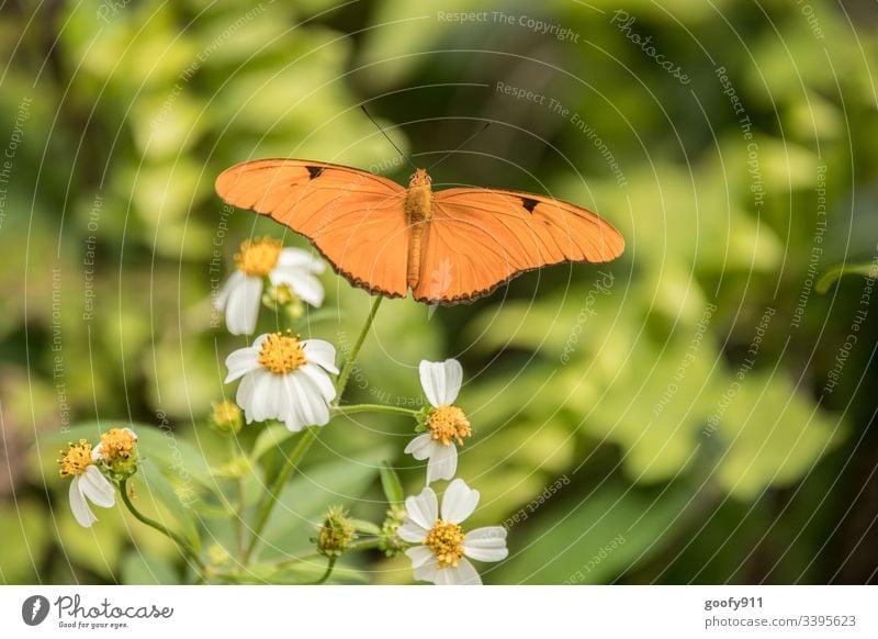 Schmetterling Insekt Ein Lizenzfreies Stock Foto Von Photocase