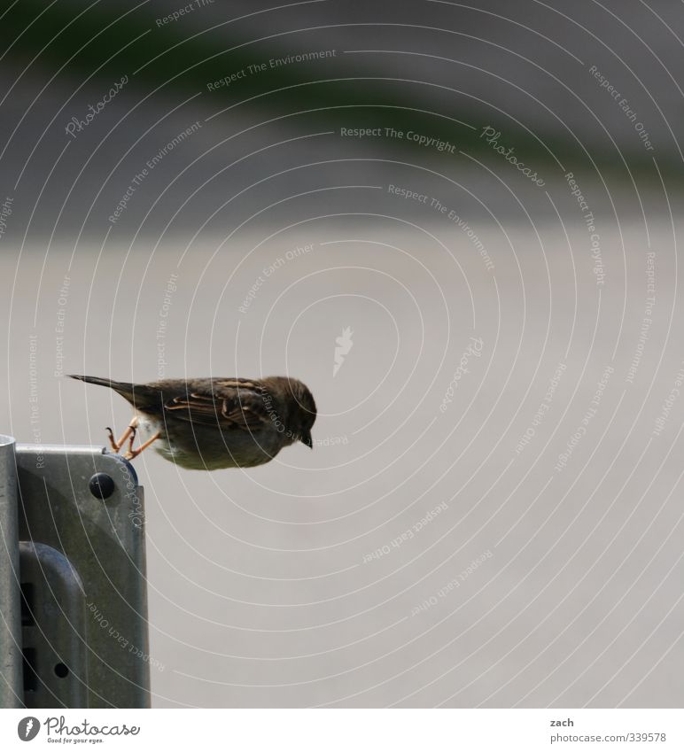 Das wäre doch nicht nötig gewesen | Suicid Tier Vogel Flügel Spatz sperling 1 fliegen springen frech grau Abenteuer Leichtigkeit Natur Gedeckte Farben