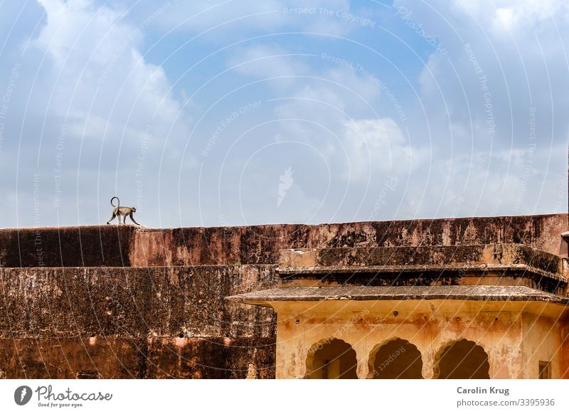 Ein Affe bei seinem Gang über die riesigen Palastmauern Einsamkeit Indien Rajasthan Fort Reisen Exotik Entdeckung erkunden Himmel Asien Ferien & Urlaub & Reisen