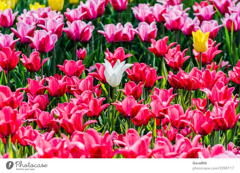 großes blühendes Blumenbeet mit rosa Hybrid-Tulpen holländisch Niederländisch Niederlande allein Blütezeit Blühend bauchig gekreuzt Gartenarbeit wachsen Zwitter