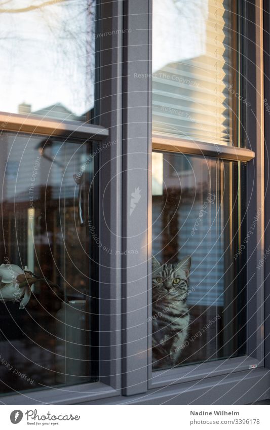 Blick aus dem Fenster Britisch Kurzhaar britisch Kurzhaar Katze Tier Haustier Farbfoto Tierporträt Hauskatze Reflexion & Spiegelung blick nach draussen Neugier