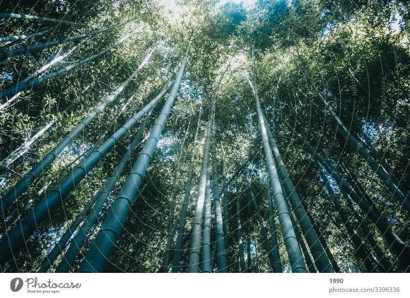 Bambus-Walddächer in Kyoto Bambuswald Bambusrohr Pflanze Wachstum Natur Asien Schatten Japan grün Garten