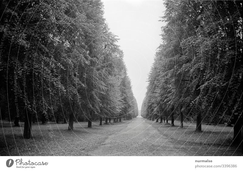 virtueller Corona Spaziergang Park analog Allee weg ziel perpektieve corna baüme laubbaum linde historisch kaiser potsdam flucht punkt