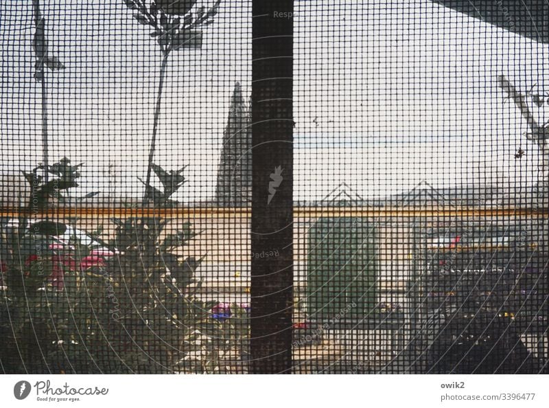Durch die Gaze Fenster Gitter Detailaufnahme Strukturen & Formen Außenaufnahme Muster Gedeckte Farben Gebäude Nahaufnahme Pflanzen Zierpflanzen Dekoration