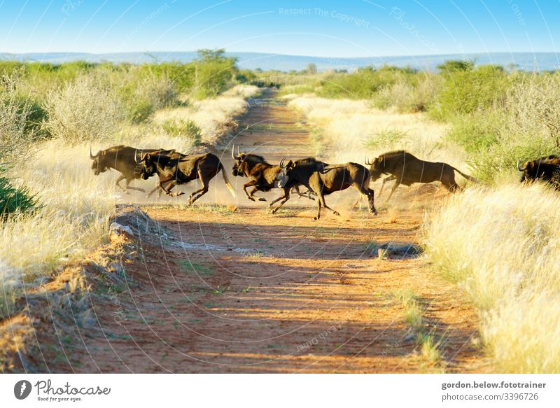 # Namibia Wilde Herde Tageslicht Sommer Querformat Licht Schatten Panoramaaufnahme Farbe Eine Herde wilder Büffel in der Mitte des Bildes karges Grün