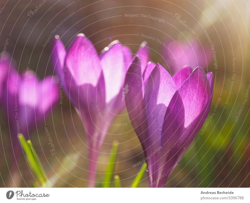 Violetter Krokus in der Stadt Deutschland Air Hintergrund schön Schönheit Blütezeit Überstrahlung Großstadt Nahaufnahme Farbe Krokusse Umwelt Feld Flora geblümt