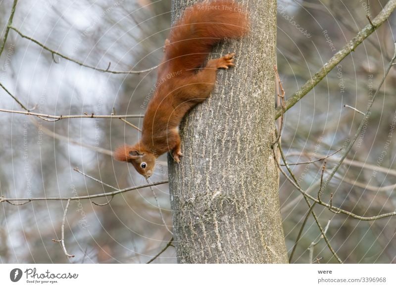 Europäisches Braunes Eichhörnchen im Wintermantel auf einem Ast im Wald Hintergrund Sciurus vulgaris Tier Niederlassungen Textfreiraum kuschlig kuschelig weich