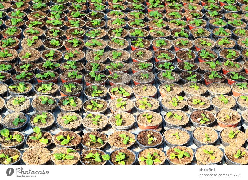Pflanzen in kleinen Töpfen blume pflanze setzling steckling zucht wachstum gewächshaus landwirtschaft baumschule gärtnerei Forstwirtschaft grün nahrung umwelt