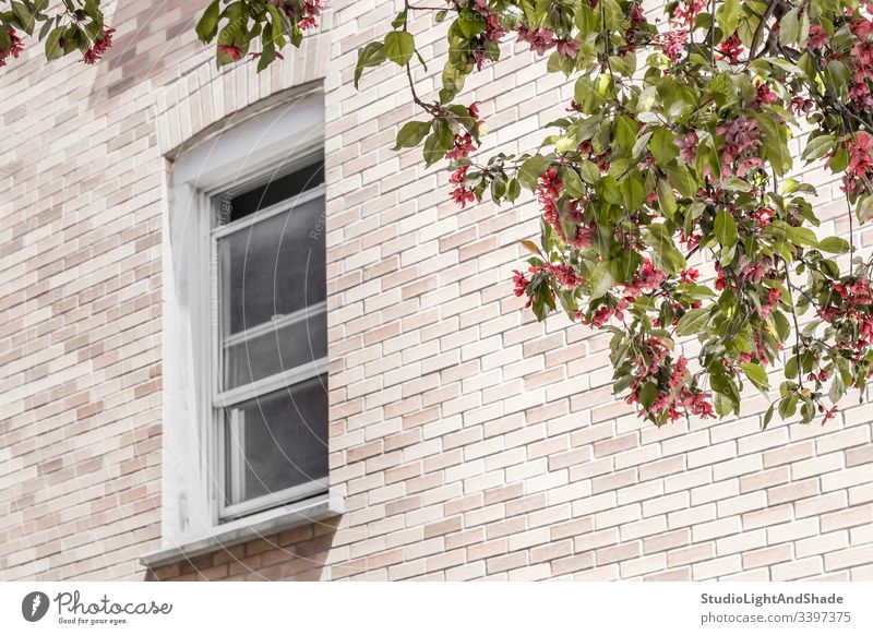 Fenster mit einer Ansicht über einen blühenden Baum Gebäude Haus heimwärts Baustein Wand Bäume Blüte Frühling Ast Niederlassungen Blühend Blütezeit