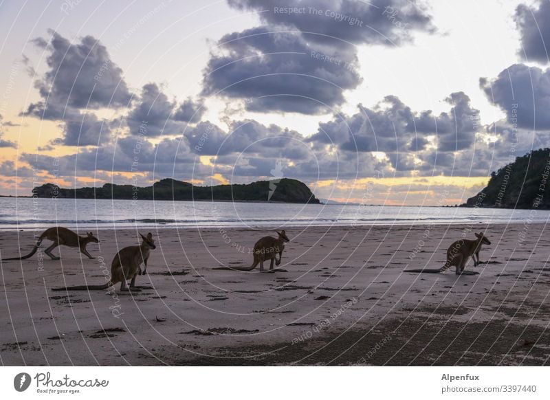 Ökobeutel statt Plastik Känguru wallaby Australien Strand Außenaufnahme Meer Küste Wasser Sand Farbfoto Sommer Menschenleer Natur Wolken Horizont Himmel