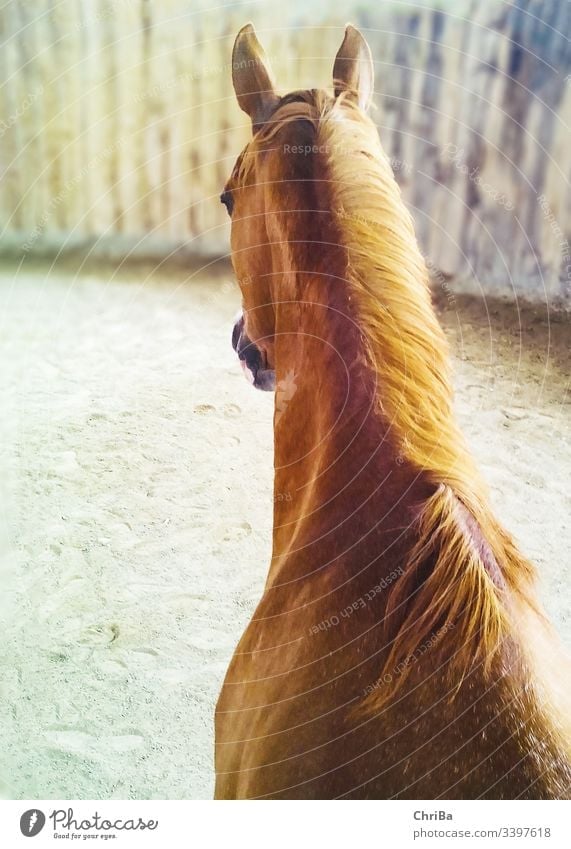 Blick auf Kopf und Hals eines fuchsfarbenen Pferdes von oben in einem Roundpen pferd roundpen halle reithalle indoorarena stute Fuchs angloaraber Tier