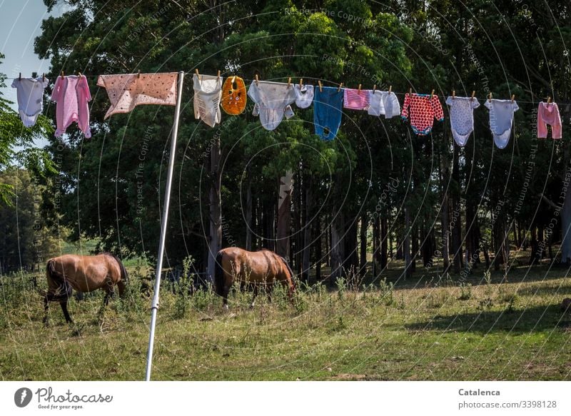 Seilschaft | Babywäsche hängt in der sommerlichen Brise zum trocknen, zwei Pferde grasen im Hintergrund Wäscheleine Farbfoto Bekleidung Menschenleer