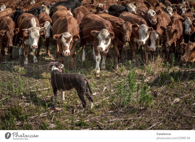 Ein Hund hält Rinder davon ab auszubrechen Pampa Nutztier Herde Tier braun grün Außenaufnahme Starke Tiefenschärfe Tierporträt schauend Kühe Rinderhaltung
