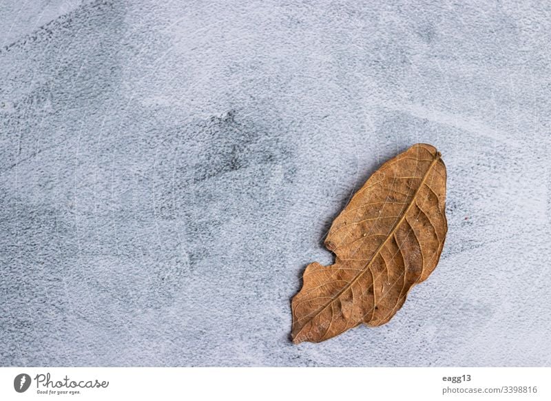 Marmorierter grauer Hintergrund mit getrockneten Blättern am Rand Verlassen Herbst herbstlich Hintergründe Charge schön Schönheit Botanik hell braun Nahaufnahme