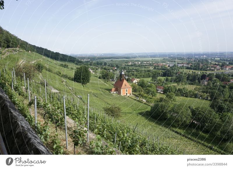 Blick über die Weinberge von Dresden Pillnitz auf die Hügel der Sächsischen Schweiz Weingut Traube Kirche Bauernhof Deutschland grün Natur Ackerbau Europa