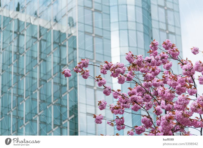 Frühling in Brüssel Europa Europa Parlament Menschenleer Kischblüte Blüten Frühlingsgefühle Glasscheibe Glasfassade Politik & Staat Europäer blau Bündnis