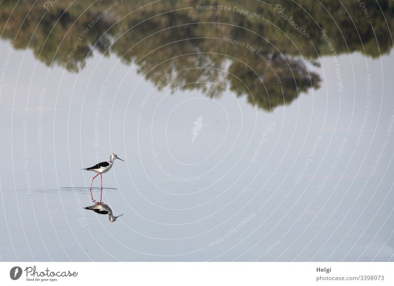 Stelzenläufer (Vogel) auf Futtersuche spiegelt sich  in einem flachen Salzsee einer Salzgewinnungsanlage auf Mallorca Säbelschnäbler langbeinig Flachwasserzone