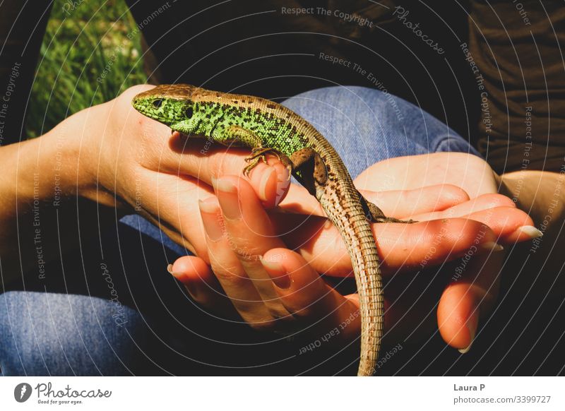 Kleine grüne Eidechse an den Händen der Frau klein Lizard Reptil Tier Natur Wildtier Nahaufnahme wild Tierporträt exotisch schön rund Auge schwarz lang