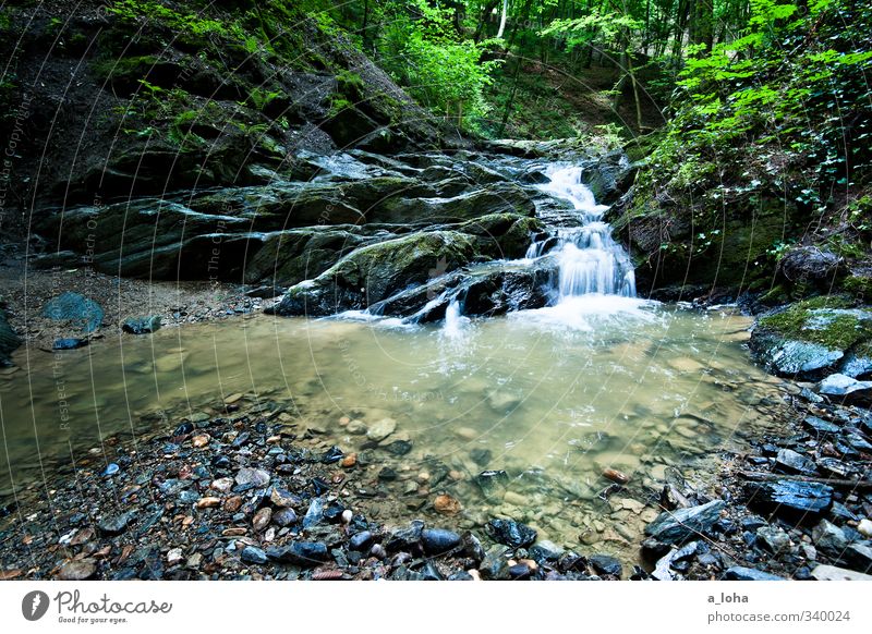 let it flow Umwelt Natur Pflanze Urelemente Erde Wasser Frühling Wald Felsen Berge u. Gebirge Schlucht Flussufer Bach Wasserfall Stein ästhetisch kalt nass