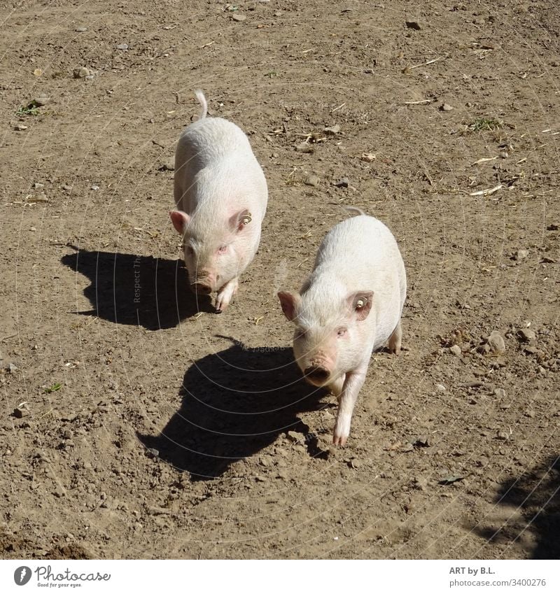 Zwei Schweinchen und ihre Schatten neugierige Schweine schweinschen sau säue ferkel nutztiere kleine schweinchen Bauernhof Säugetier freudig junge junges