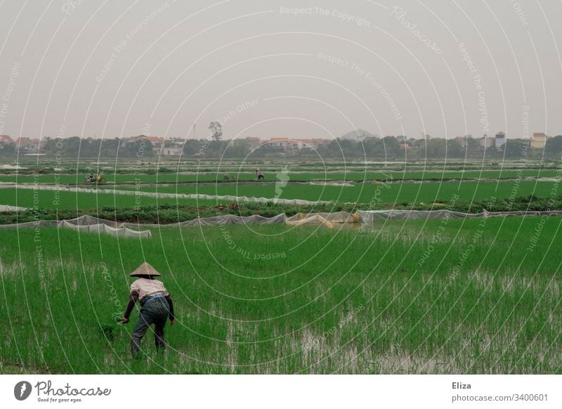 Ein vietnamesischer Reisbauer auf einem grünen Reisfeld bei der Arbeit Vietnam Vietnamesisch anbauen Feld Landschaft Natur Landwirtschaft Außenaufnahme