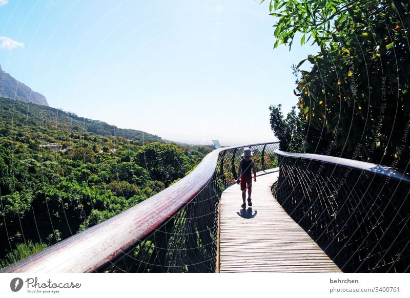 lassegeschichten Brücke Baumkrone kirstenbosch Botanischer Garten Geländer Steg Kapstadt Südafrika Park Kind Natur Kindheit Junge Abenteuer Ferne Ausflug