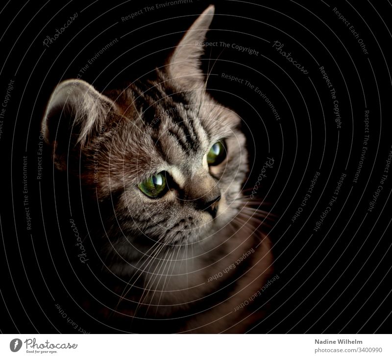 Neugierige BKH im Licht Britisch Kurzhaar Katze Tier Haustier Farbfoto Tierporträt Blick niedlich Hauskatze Innenaufnahme Künstliches Licht schön Tierliebe