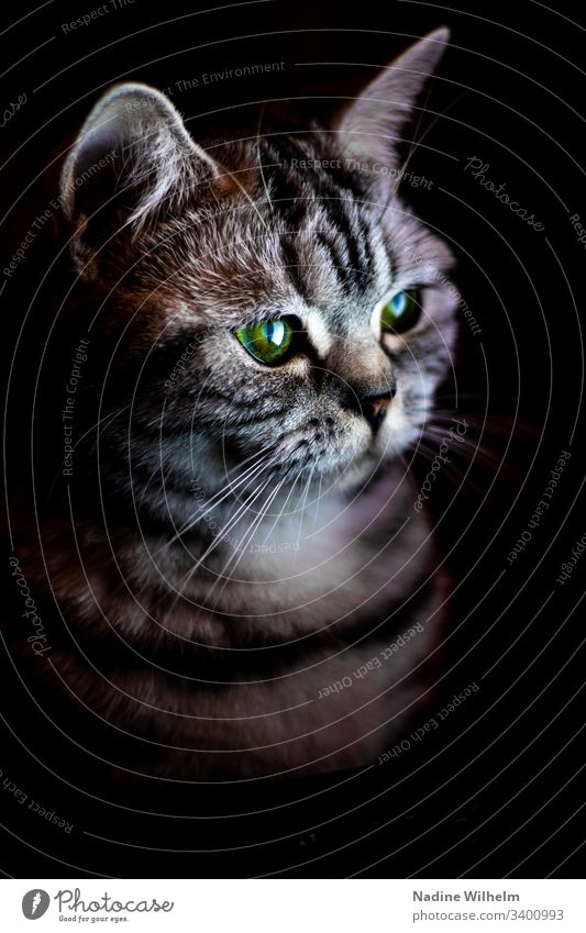 Britisch Kurzhaarkatze im Licht Katze Tier Haustier Farbfoto Tierporträt Blick niedlich Hauskatze Innenaufnahme Künstliches Licht schön Tierliebe Augen