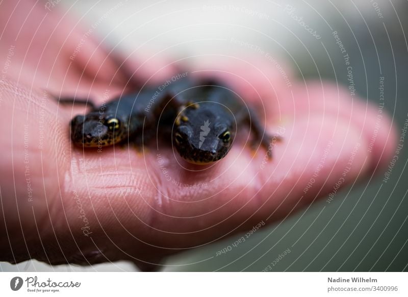 Zwei Molche auf einer Hand Amphibie Lurch Tier Farbfoto Natur Außenaufnahme Nahaufnahme Tag schwarz haltend braun Tierporträt Schwache Tiefenschärfe klein