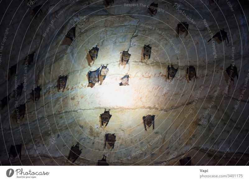 Fledermaus-Kolonie in natürlicher Höhle Fledermäuse Fledertiere Natur braun Tier dunkel erhängen wild Flügel schlafen Überwinterung Tierwelt schwarz Säugetier