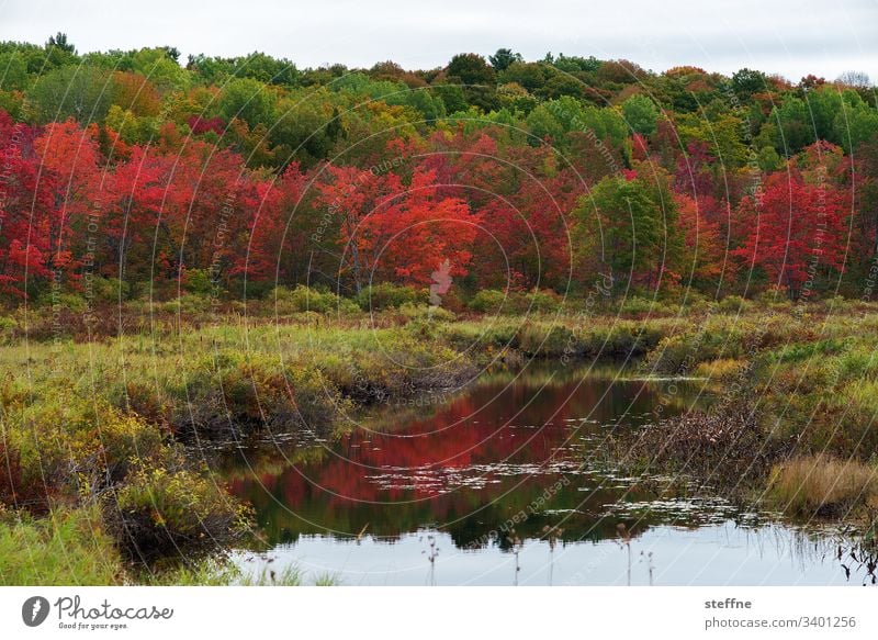 bunt foliage laub herbst farben natur