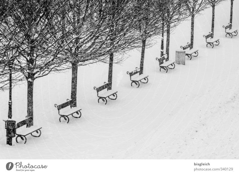 Prager Winter Baum Hauptstadt Park Platz schwarz weiß Schnee kalt Bank Schwarzweißfoto Außenaufnahme Menschenleer Textfreiraum unten Tag