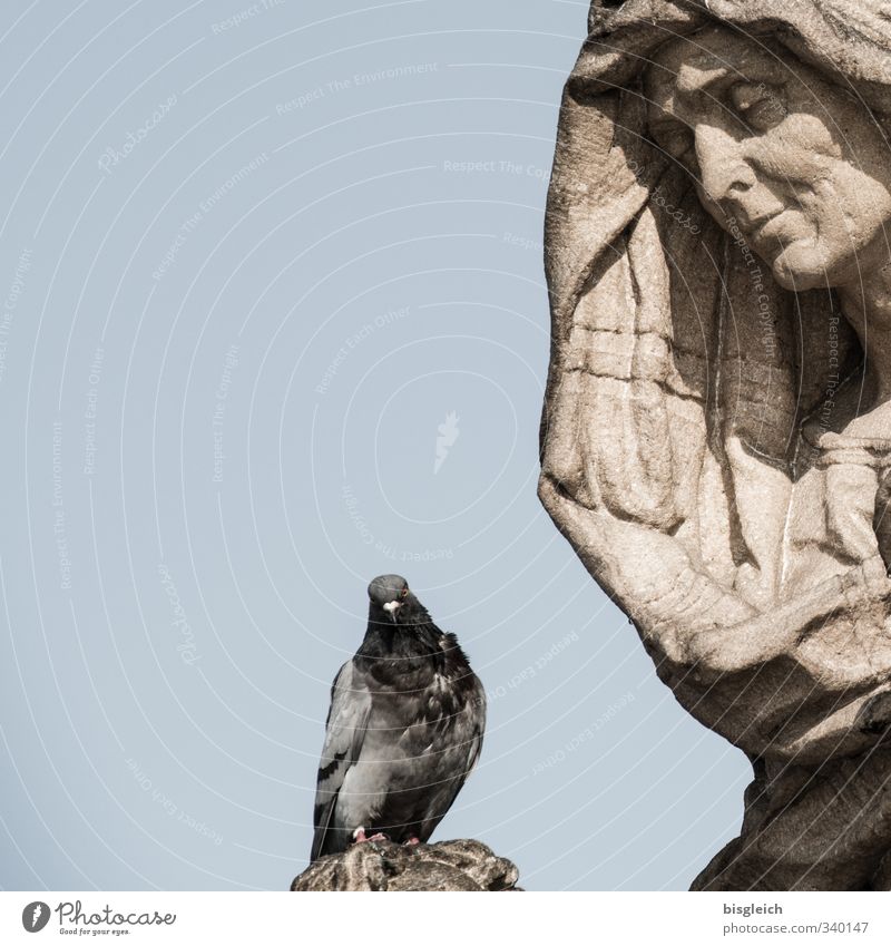 Prager Taube Deutschland Europa Vogel 1 Tier Statue Stein sitzen blau braun grau Tod Trauer Farbfoto Außenaufnahme Menschenleer Textfreiraum links Tag