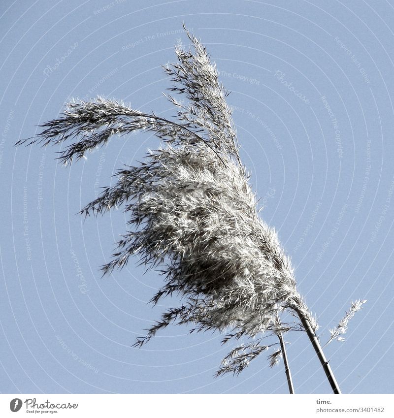 windig gras küste ostsee wachsen phantasie bewegung lebendig natur flora kontrast himmel sonnenlicht hell Wollgras grau silber wehen