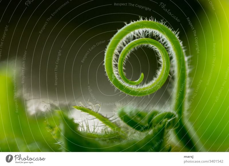 Sich kringelnde Sproßranke einer Kürbispflanze Kontrast Licht Tag abstrakt Makroaufnahme Detailaufnahme Nahaufnahme mehrfarbig Farbfoto drehen Naturkunst