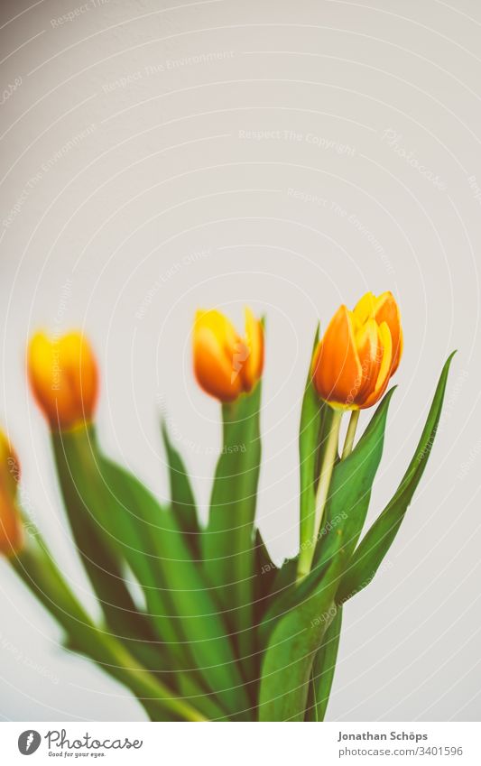 schöne Tulpen vor hellem Hintergrund als Geschenk zum Muttertag Blütezeit Blumenschmuck Schönheit Blumenstrauß Vor hellem Hintergrund Nahaufnahme Farbe