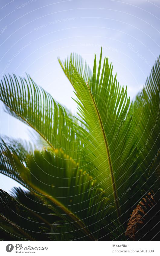 Palmblätter und blauer Himmel Grüne Pflanze Palme Flora Sommer Sommerferien Blauer Himmel Palmenwedel Exotisch exotic Blatt Ananasblätter farbig fröhlich