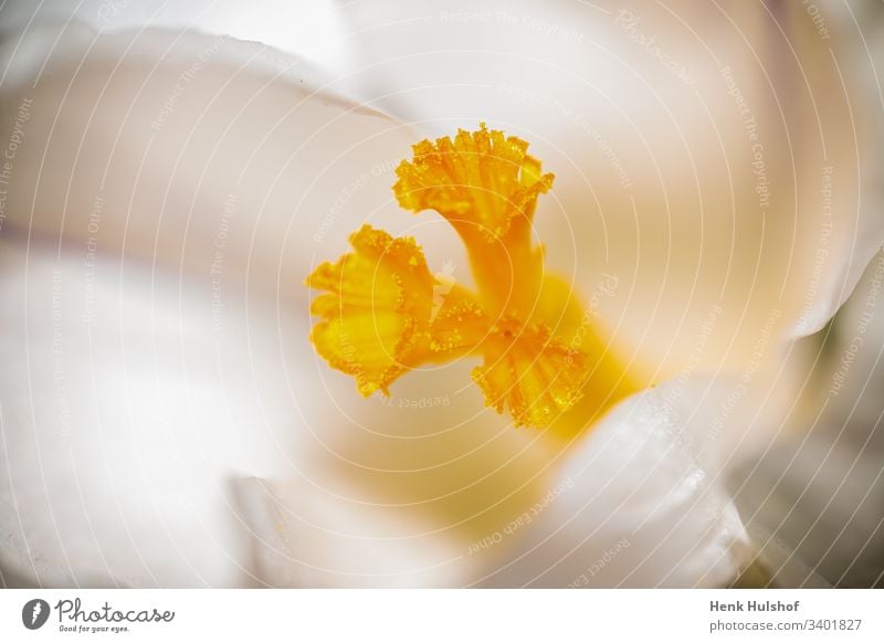 Makro Bild eines weißen Krokus und eines gelben Stößels in schönem Weichzeichner Hintergrund Schönheit Blütezeit Überstrahlung blühender Krokus Botanik