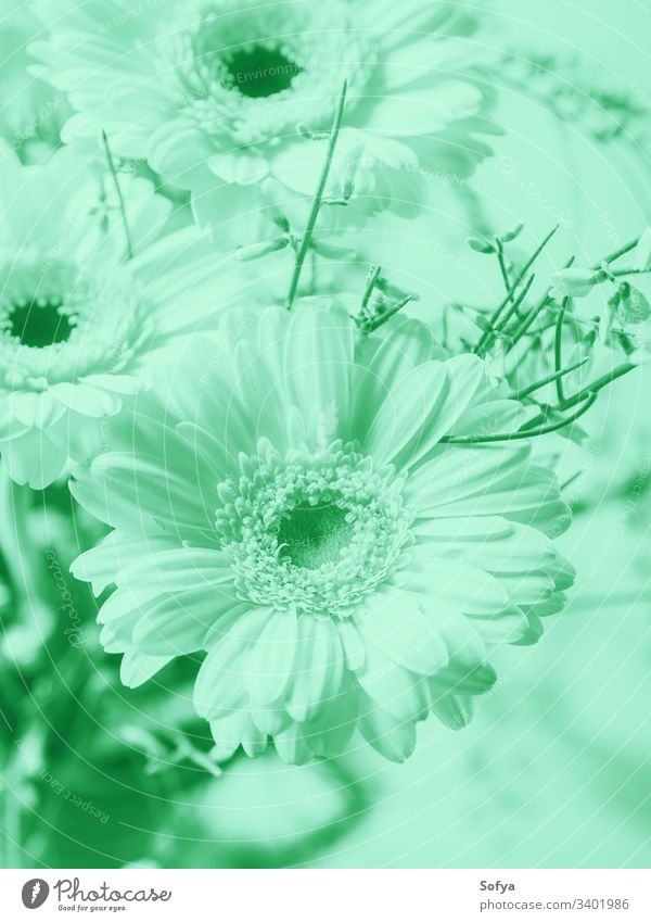 Blumenstrauß mit schönen Gerbera-Blumen. Kalter minzgrüner Ton Pastell neo Minze Farbe Natur Sommer Frühling türkis Design zartes Grün 2020 Stilrichtung biscay