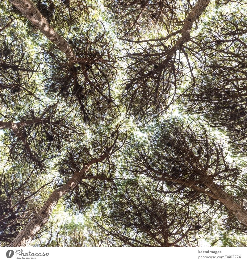 Dichte Kiefernwaldstruktur Bäume Baumkrone Umwelt Park Muster nadelhaltig grün Natur Immergrün Textur Hintergrund Landschaft hoch Blatt Pflanze Holz Ansicht